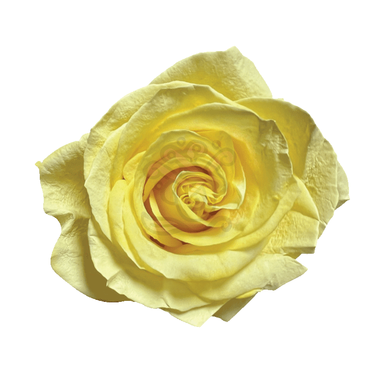 Yellow Pastel Tinted Roses