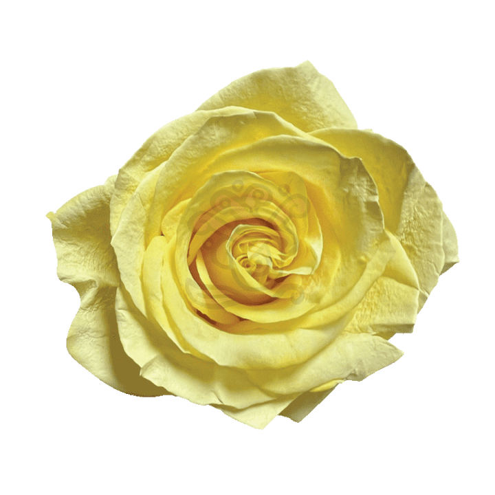 Yellow Pastel Tinted Roses
