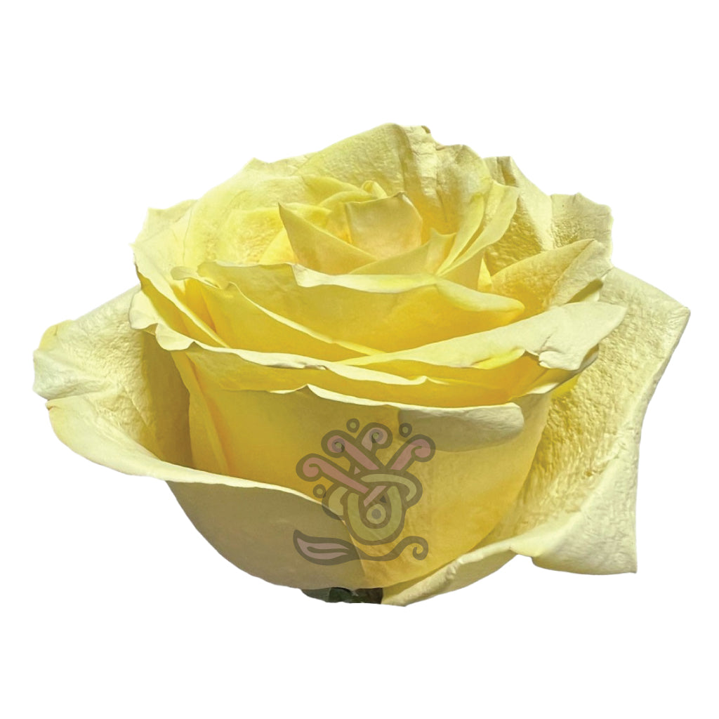Yellow Pastel Tinted Roses • Asiri Blooms