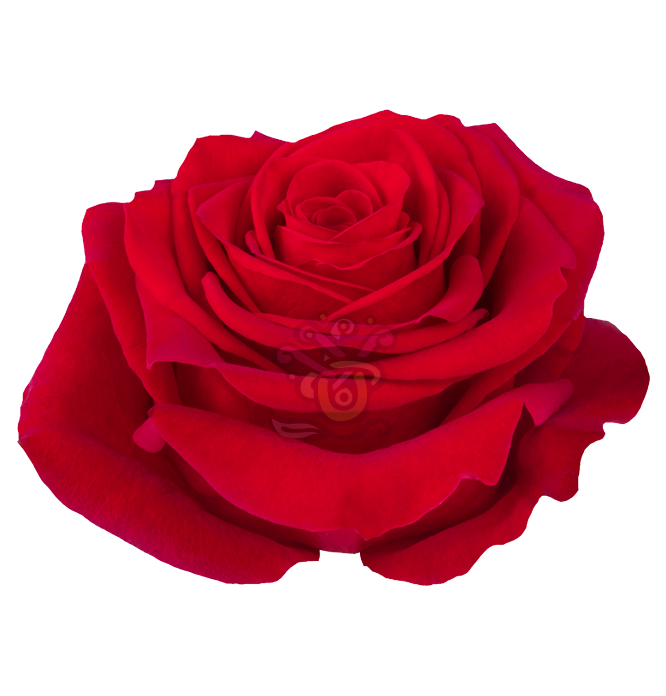 Freedom Roses • Asiri Blooms