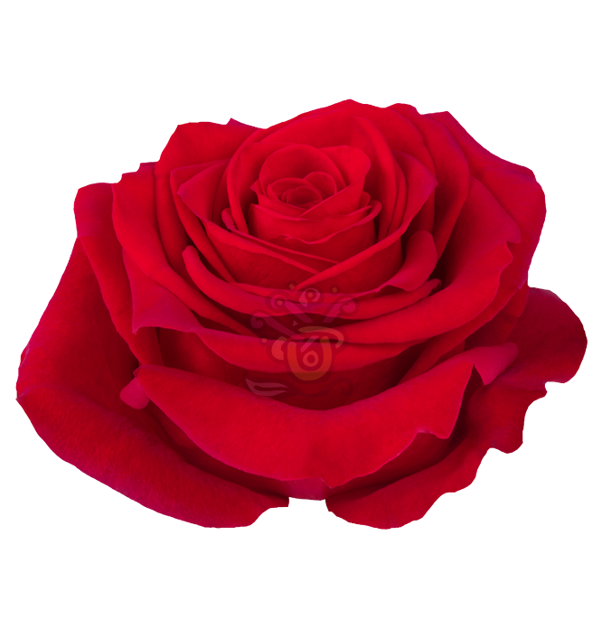 Freedom Red Roses Wholesale