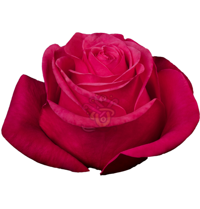 Hot Princess Roses • Asiri Blooms