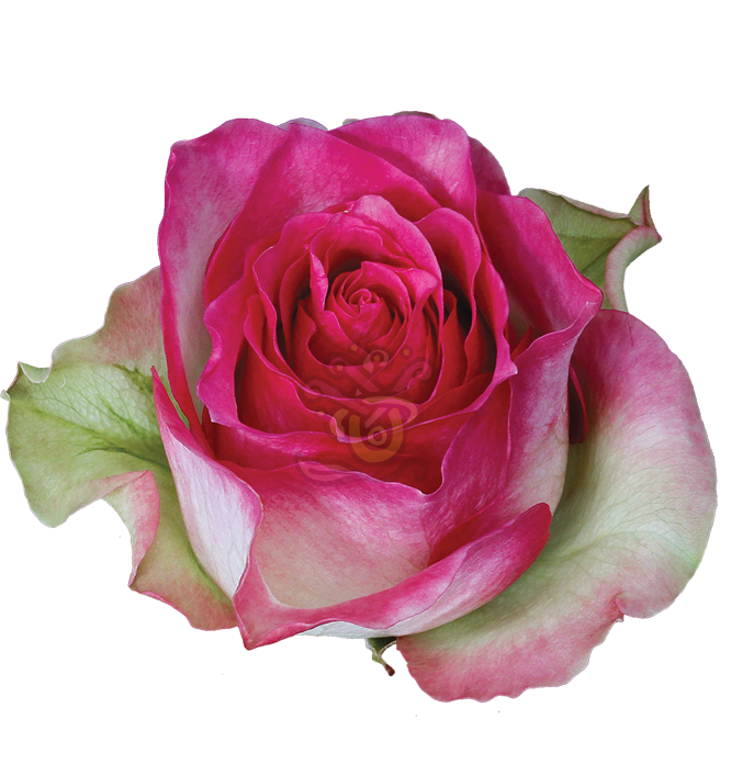 Malibu Roses • Asiri Blooms