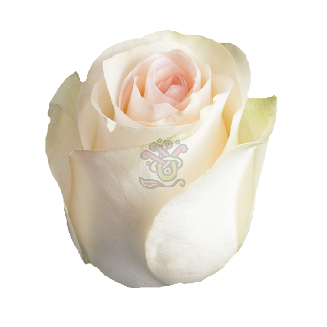 Señorita Roses • Asiri Blooms