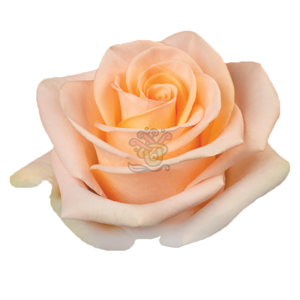 Tiffany Roses • Asiri Blooms