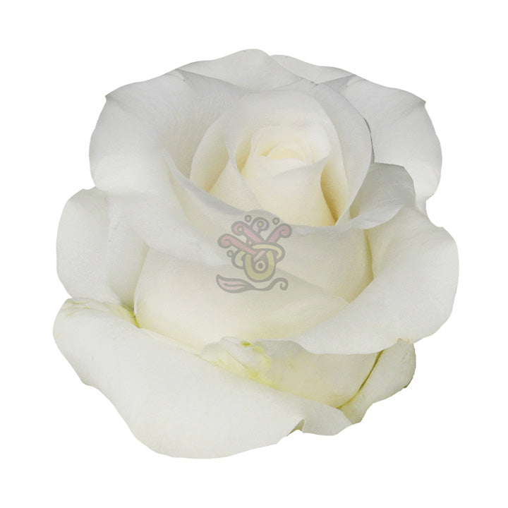 Akito Roses • Asiri Blooms
