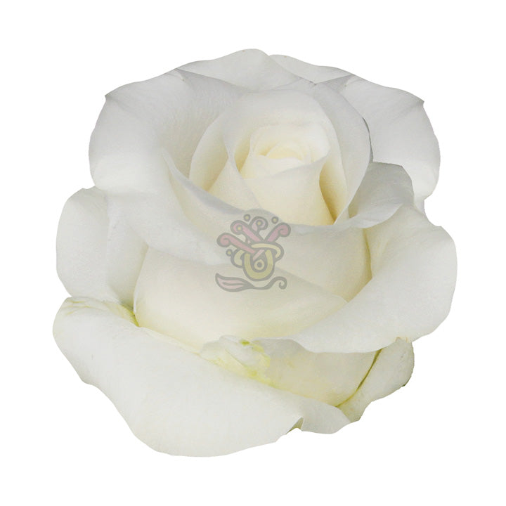 Akito White Roses