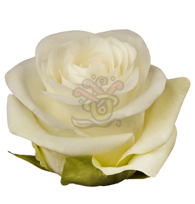 Alba Roses • Asiri Blooms
