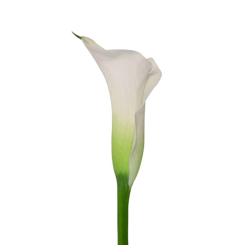 Aspen Calla Lilies • Asiri Blooms