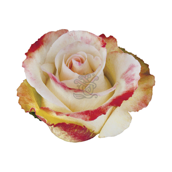 Aubade Roses • Asiri Blooms