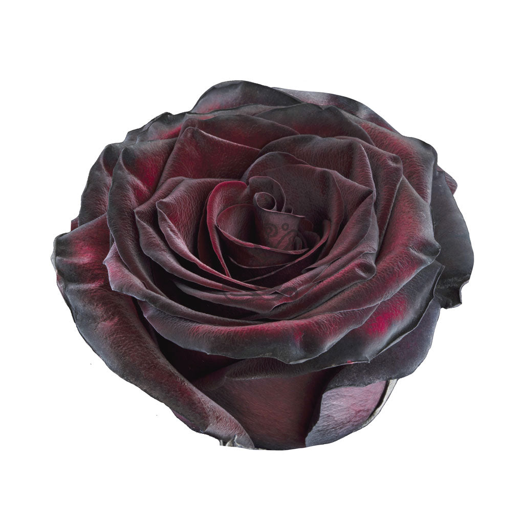 Blackjack Tinted Roses • Asiri Blooms