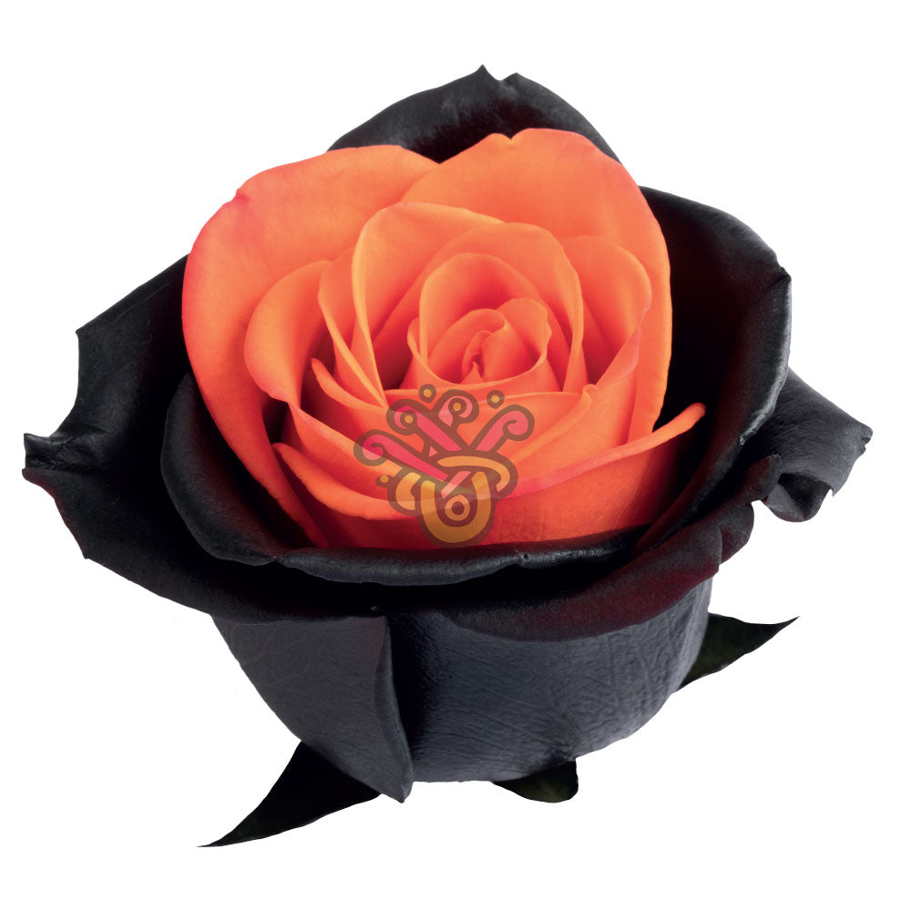 Bewitched Orange Halloween Tinted Roses • Asiri Blooms