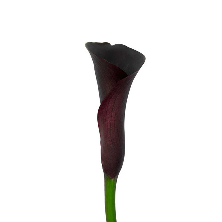Black Forest Calla Lilies • Asiri Blooms