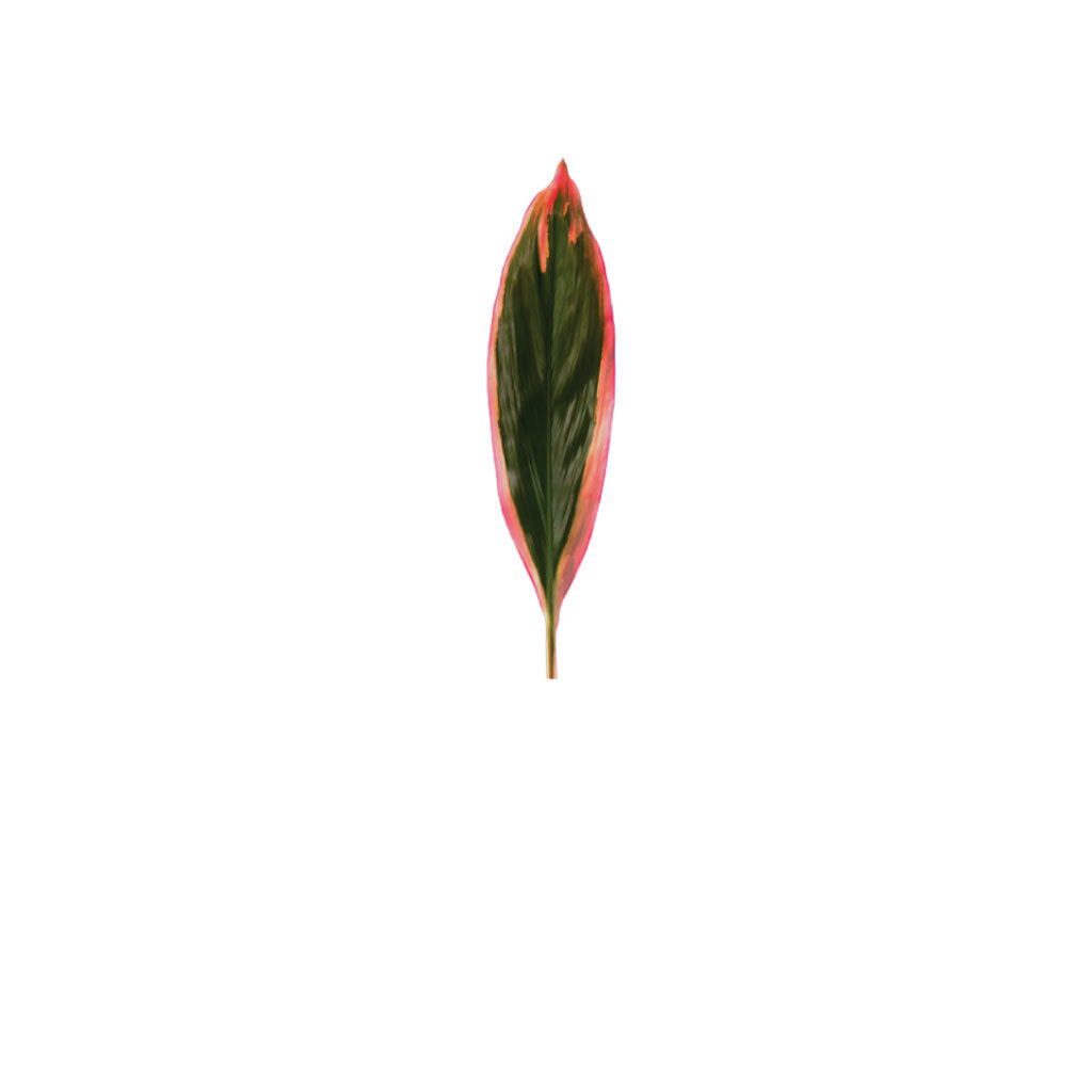 Cordyline Red Edge • Asiri Blooms
