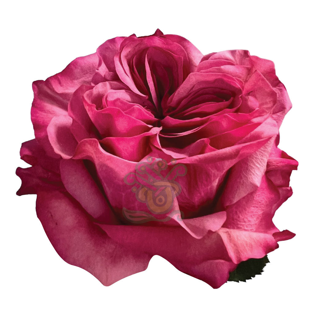 Country Blues Roses • Asiri Blooms
