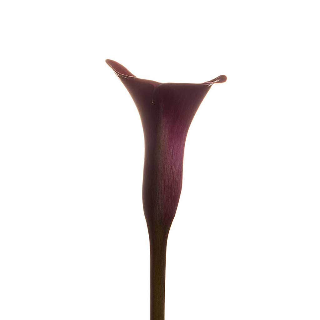 burgundy calla lily plant Cranberry Calla Lilies • Asiri Blooms