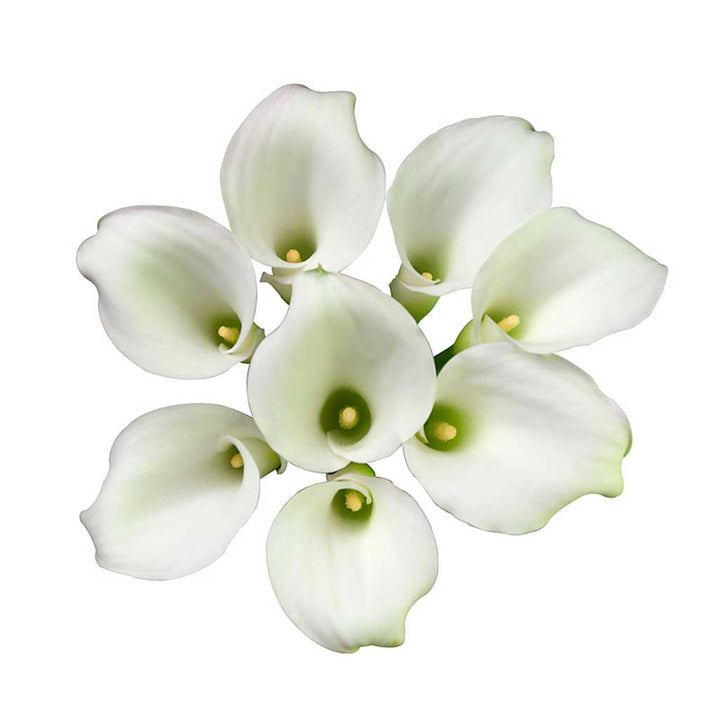 Cristal Blush Calla Lilies • Asiri Blooms