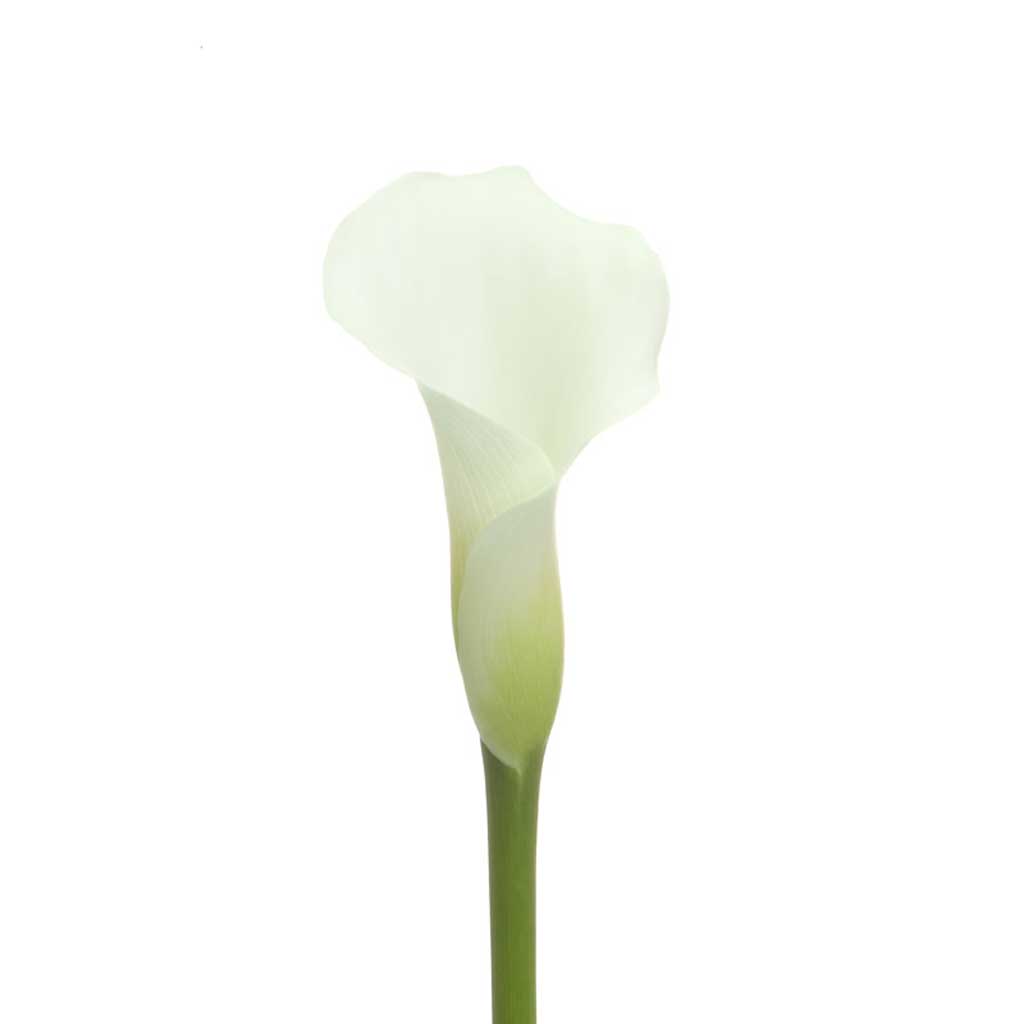 Cristal White Calla Lilies • Asiri Blooms