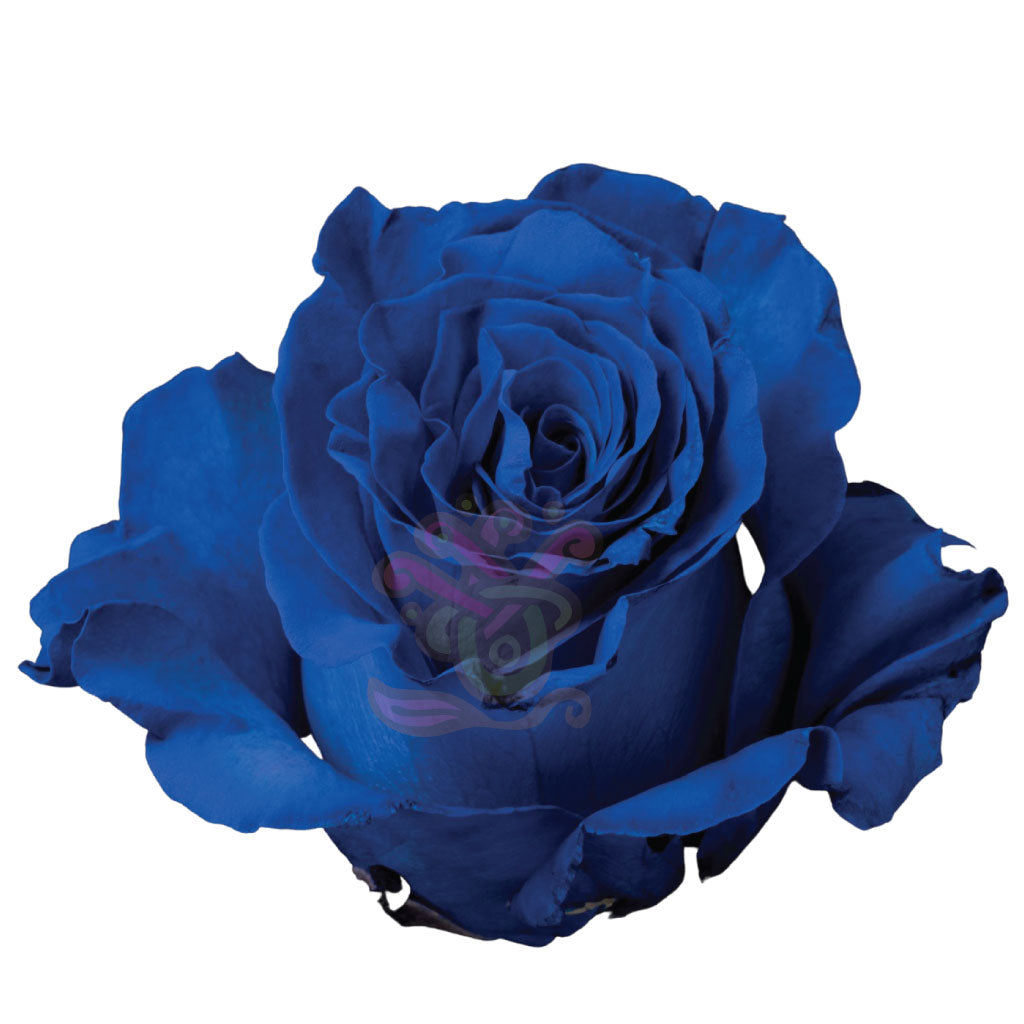 Dark Blue Tinted Roses • Asiri Blooms