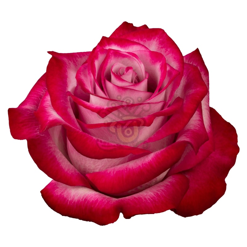 Deep Purple Roses • Asiri Blooms