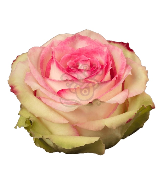 Esperance Roses • Asiri Blooms