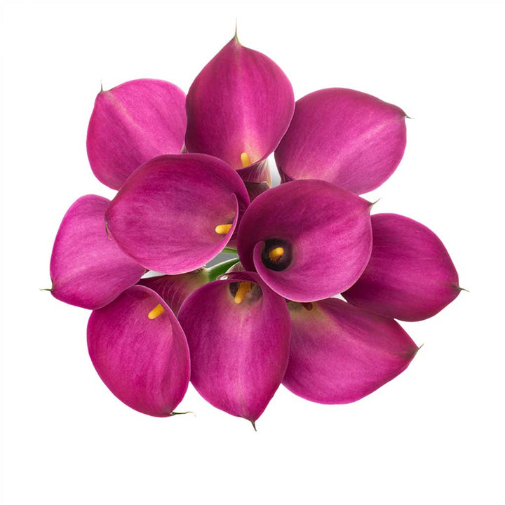 Fantasia Calla Lilies • Asiri Blooms