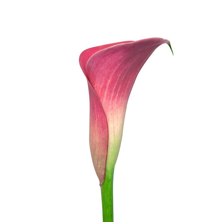 Fantasia Calla Lilies • Asiri Blooms