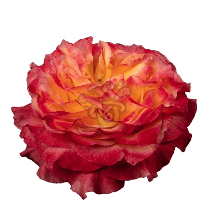 Free Spirit Roses • Asiri Blooms