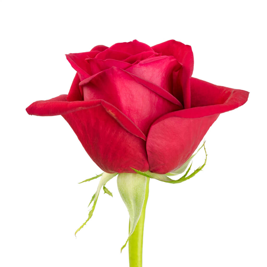 Freedom Roses • Asiri Blooms