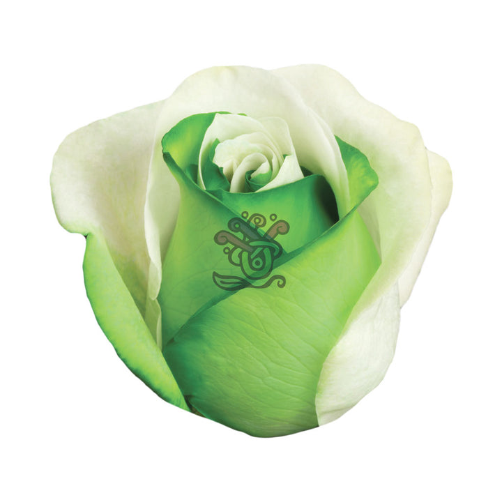 Green Duo Tinted Roses • Asiri Blooms