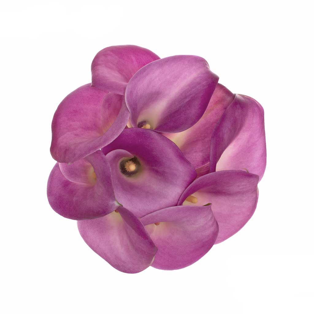 Garnet Glow Calla Lilies • Asiri Blooms