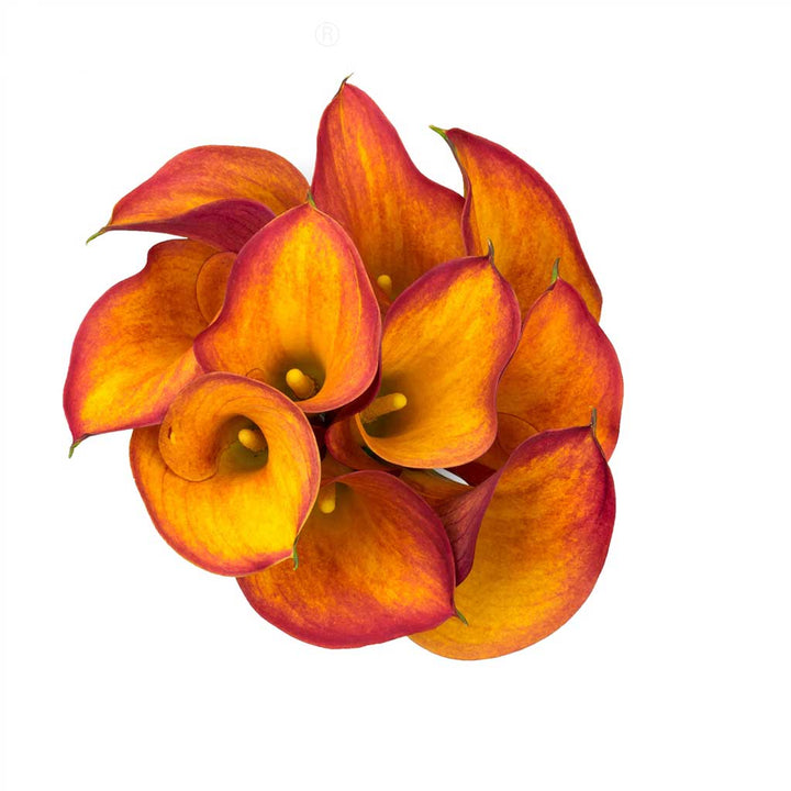 Grand Paradise Calla Lilies • Asiri Blooms