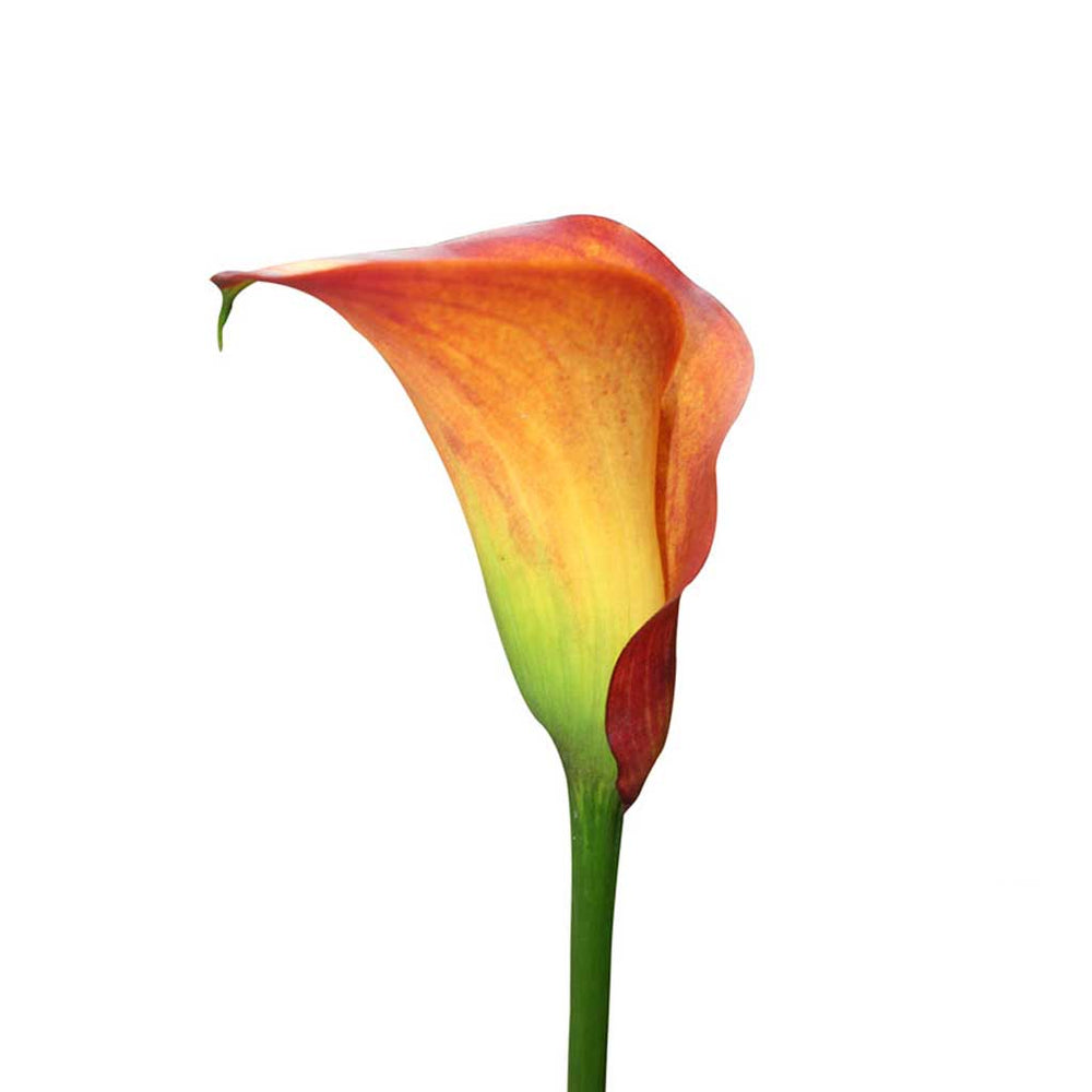 Grand Paradise Calla Lilies • Asiri Blooms