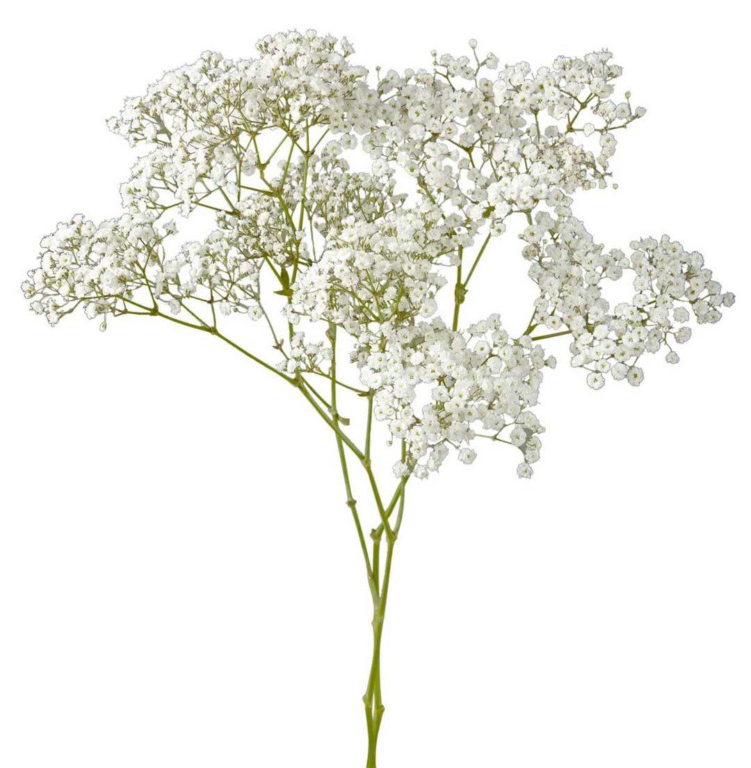 Grower Flower Box 13 - Asiri Blooms