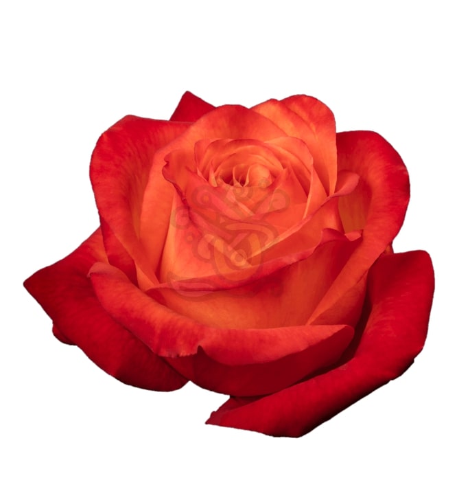 High & Intenzz Roses • Asiri Blooms