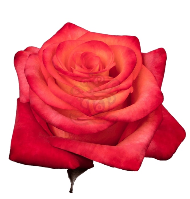 High & Orange Roses - Asiri Blooms