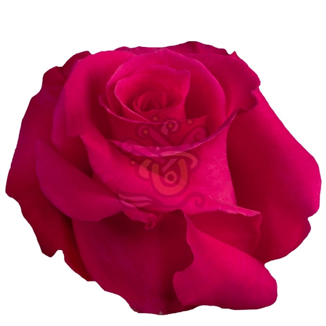 Hot Lady Roses • Asiri Blooms