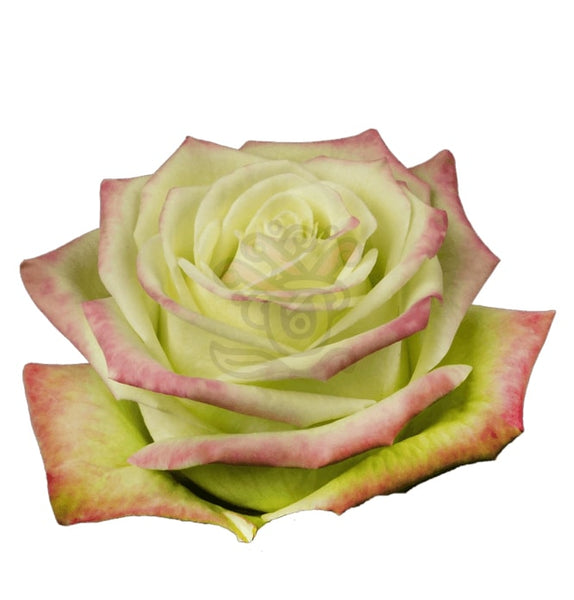 jade rose flower