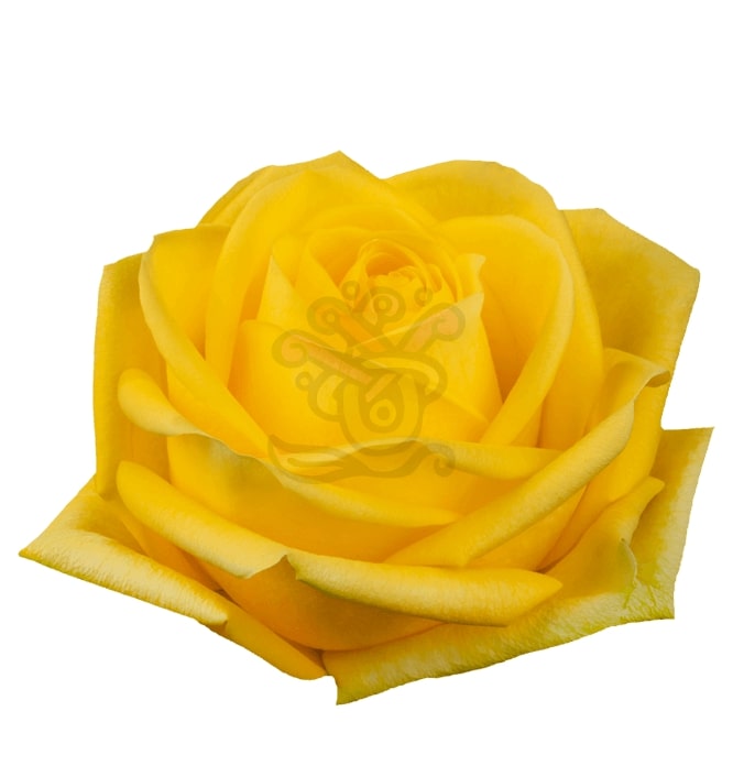 Latina Roses - Asiri Blooms