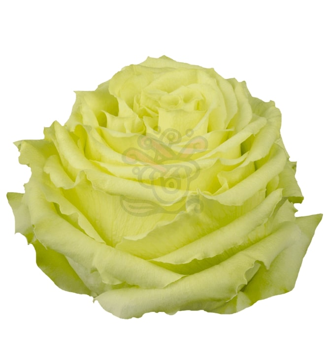 Lemonade Roses • Asiri Blooms