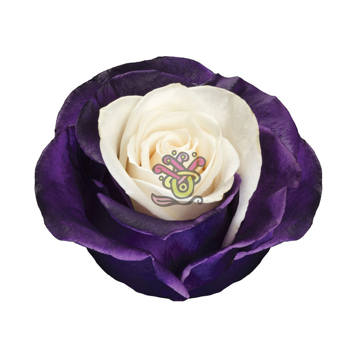 Moonlight Dyed Roses • Asiri Blooms