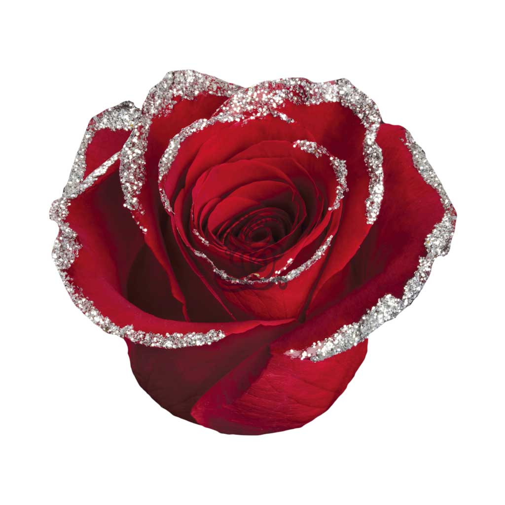 Noel Glittered Roses • Asiri Blooms