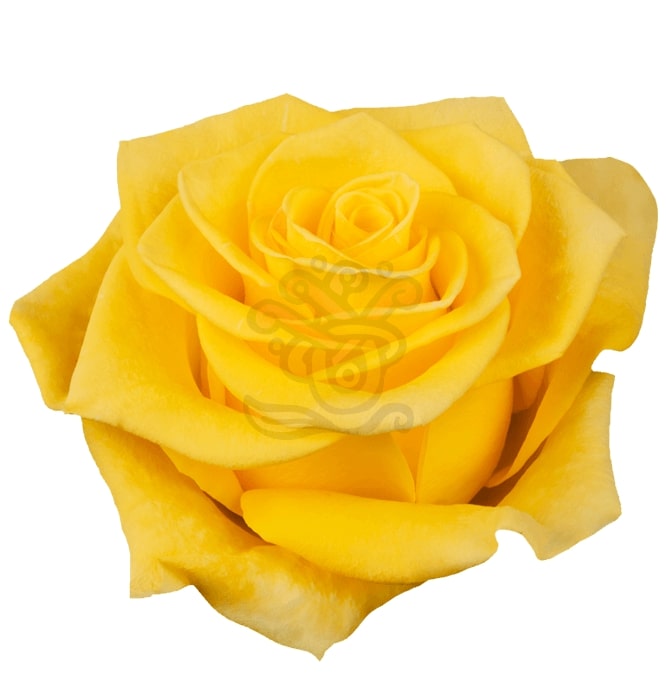 New Yellow Roses • Asiri Blooms