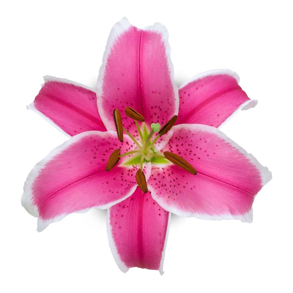 OR Lilies Charming • Asiri Blooms