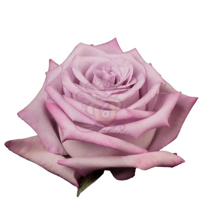 Ocean Song Roses • Asiri Blooms