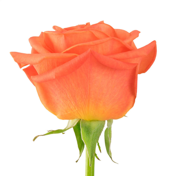 Orange Crush Roses • Asiri Blooms