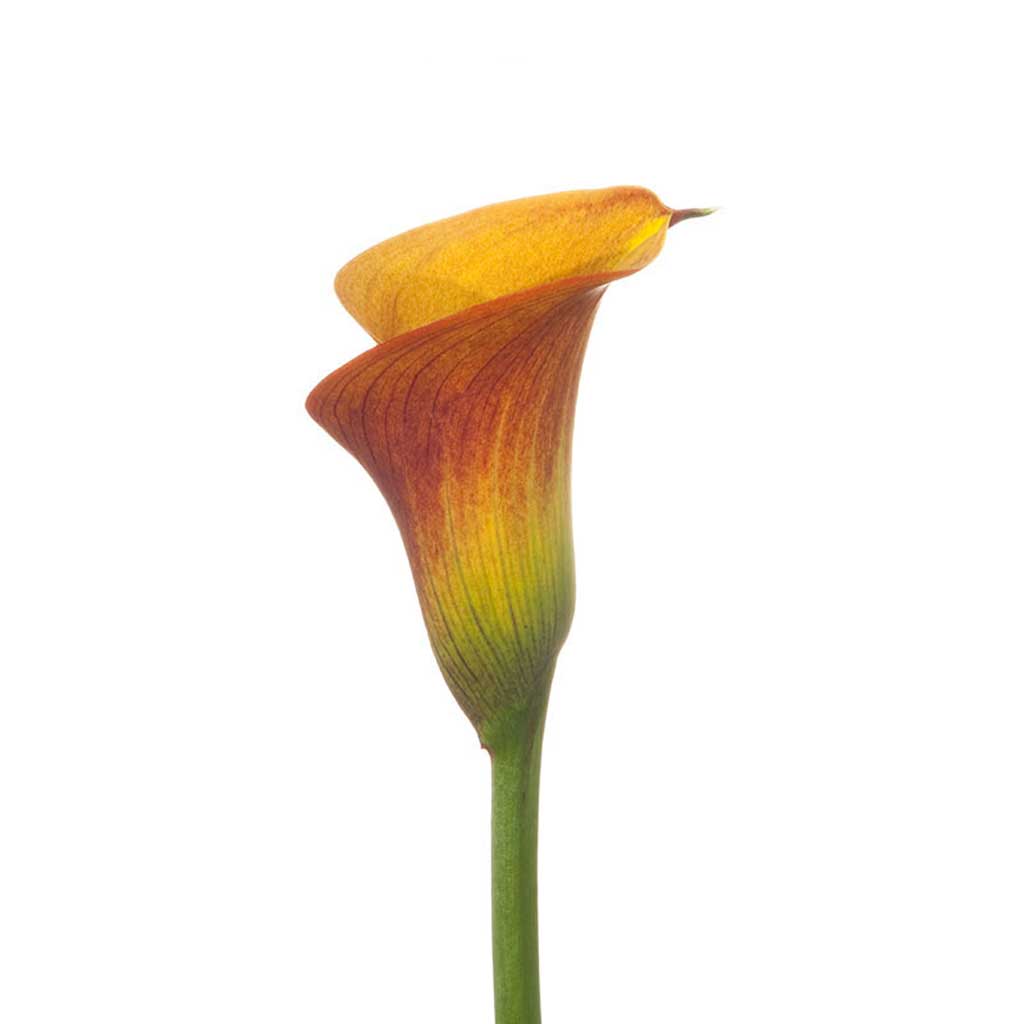 mango asiatic lily Orange Mango Calla Lilies • Asiri Blooms
