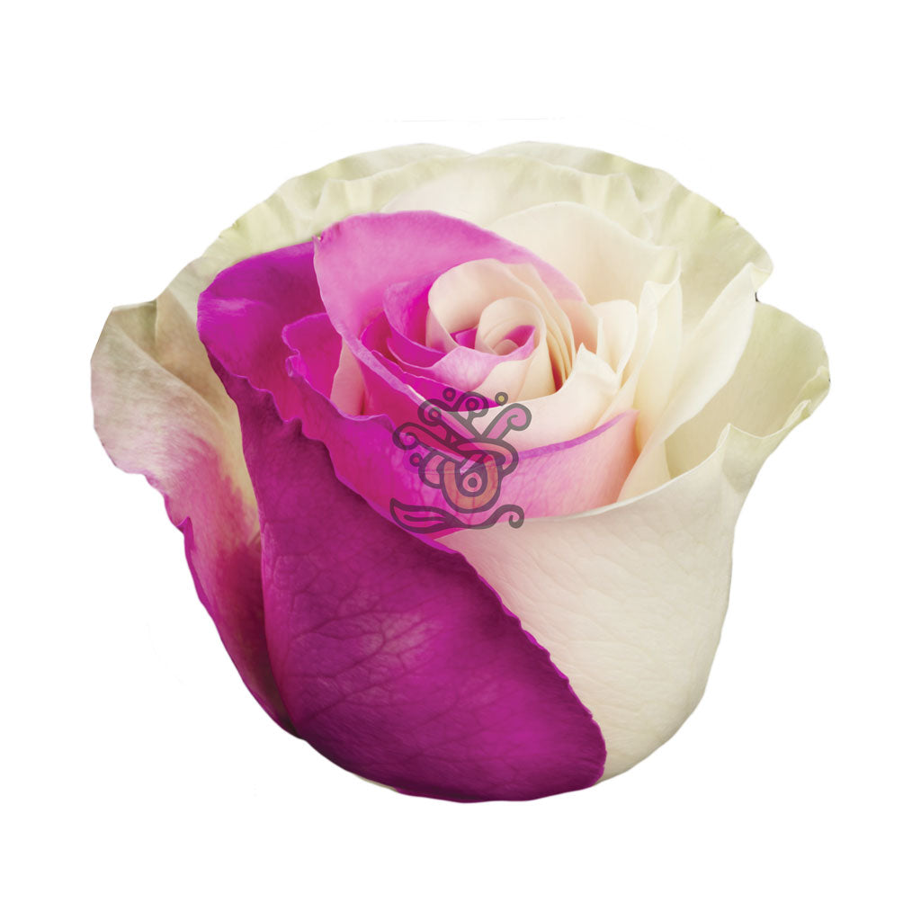 Pink Duo Tinted Roses • Asiri Blooms