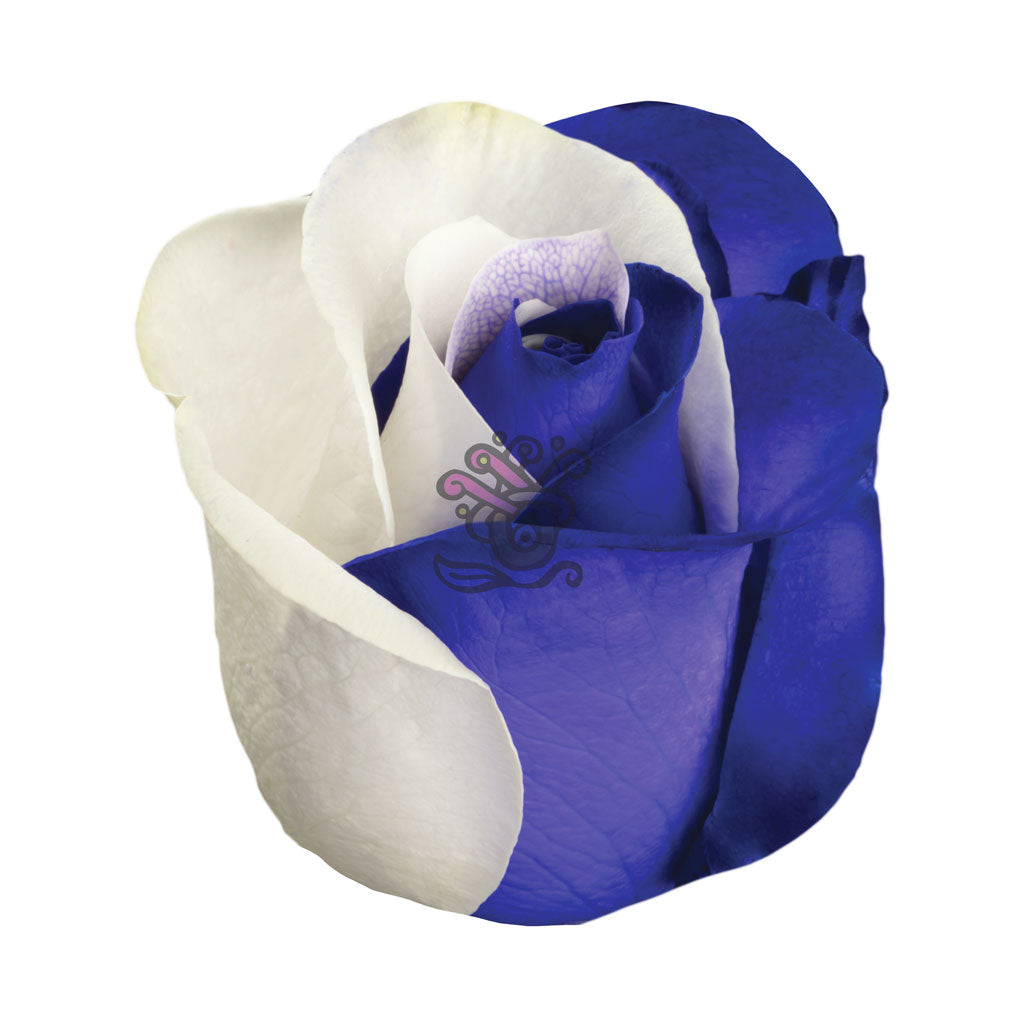 Purple Duo Tinted Roses • Asiri Blooms