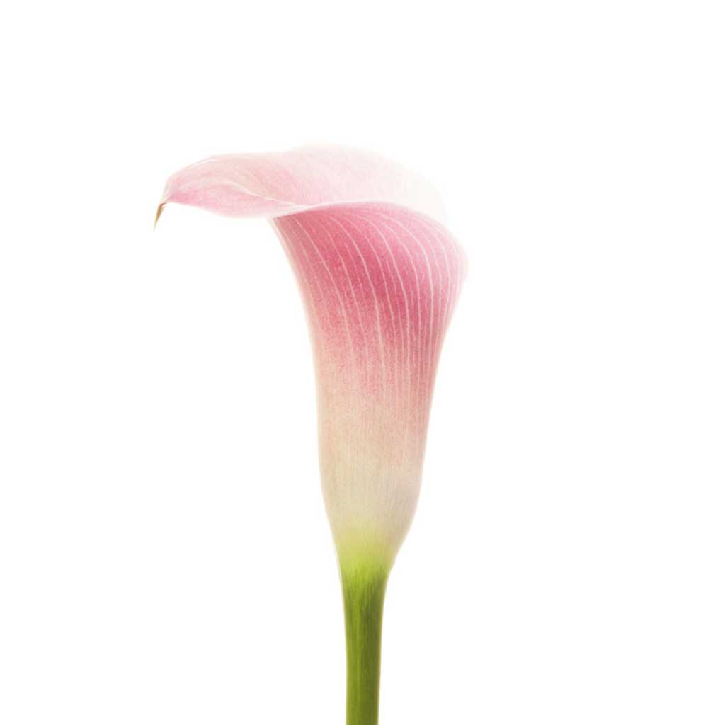 Perle Rose Calla LIlies • Asiri Blooms